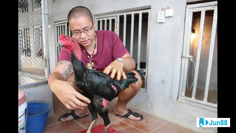Gà nâu đẹp trên nền trắng Gà nâu đẹp trên nền trắng
